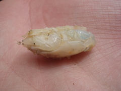 Emerita brasiliensis