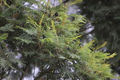Acacia mearnsii