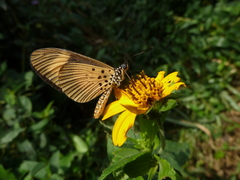 Acraea