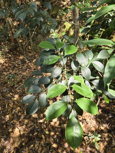 Turpinia montana observed 2026-04-26