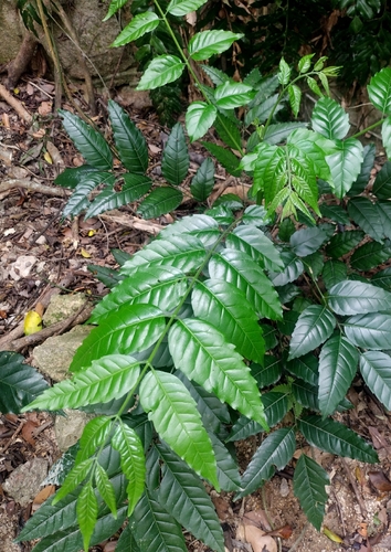 Ailanthus fordii (Ailanthus fordii)