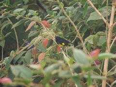 Spinus xanthogastrus