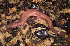 Tennessee Cave Salamander photo 3