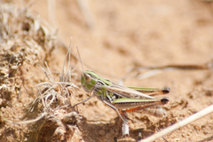 Stenobothrus fischeri