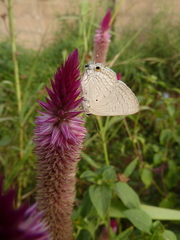 Lycaenidae