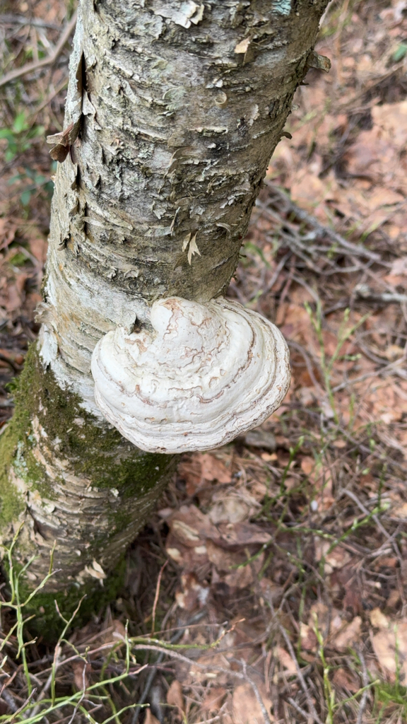 Fomes fomentarius · April 2026 · photo: © sudenkorentoko (iNaturalist, cc0)