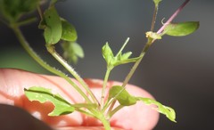 Stellaria pallida