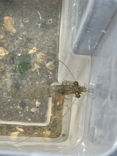 Penaeus duorarum observed 2026-04-26