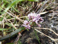Polygonum spergulariiforme