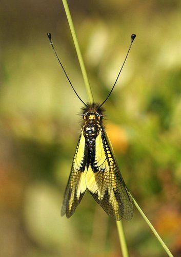 Libelloides cunii