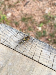 Syrphus knabi