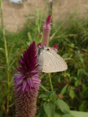 Lycaenidae