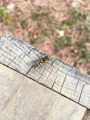 Syrphus knabi