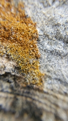 Flavoplaca citrina