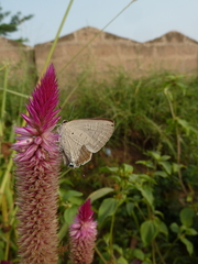 Lycaenidae