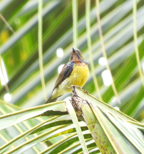 Anthreptes malacensis