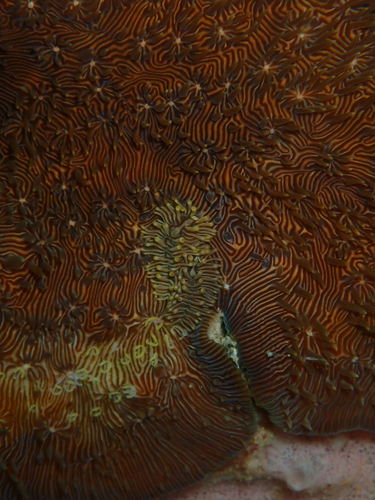 Tenellia viei