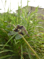 Palpopleura
