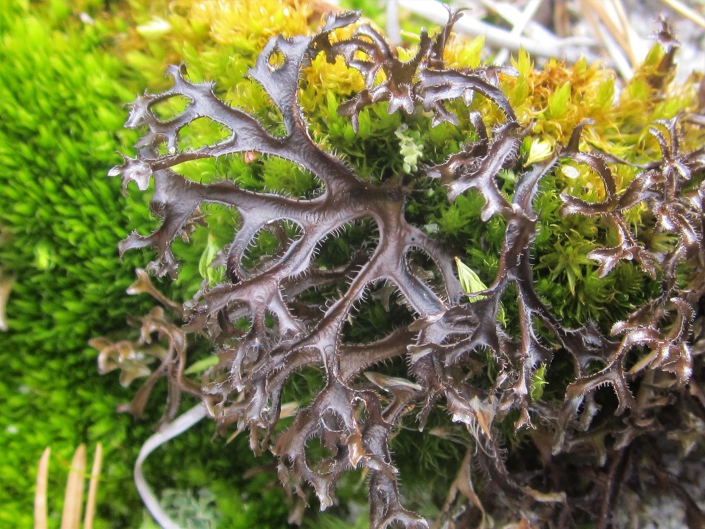 Sand-loving Iceland Lichen