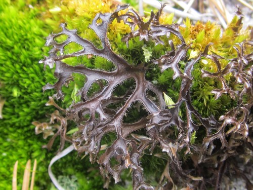 Cetraria arenaria Kärnef.