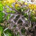Sand-loving Iceland Lichen - Photo (c) Tom Walker, some rights reserved (CC BY-NC), uploaded by Tom Walker