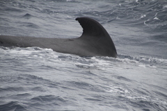 Globicephala