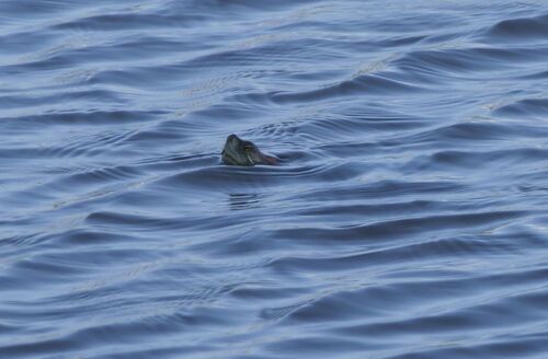 Trachemys scripta elegans