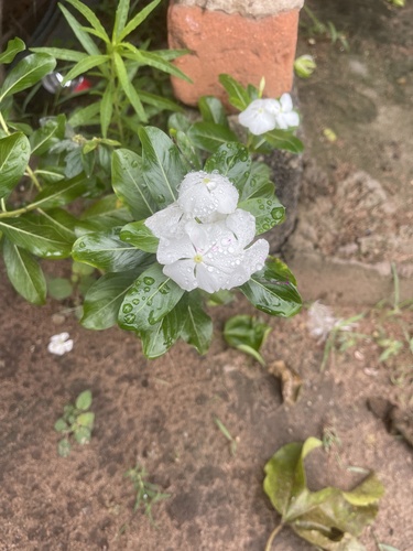 Madagascar Periwinkle