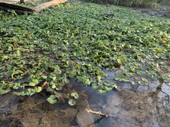 Ranunculus hederaceus