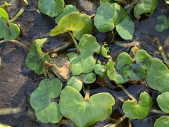 Ranunculus hederaceus
