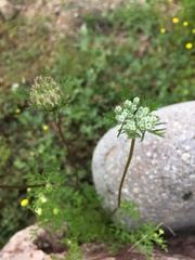 Daucus pusillus