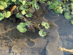 Ranunculus hederaceus