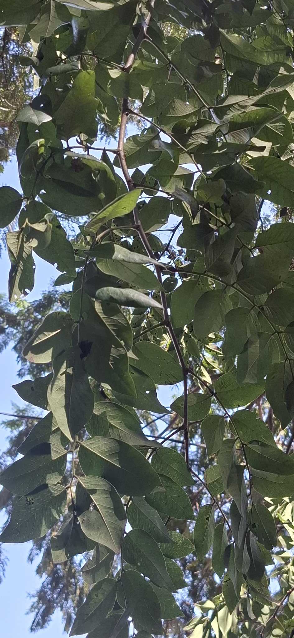 Imagem de Jacarandá do Cerrado
