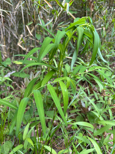 Polygonatum falcatum iNat (1)