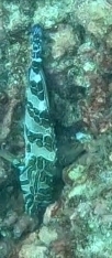 Giant Hawkfish (Cirrhitus rivulatus)