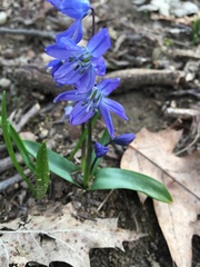 Scilla siberica