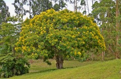 Cassia leptophylla