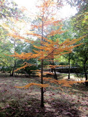 Pseudolarix amabilis