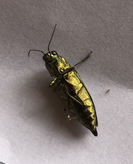 Paracupta lamberti