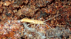 Nicoletiidae