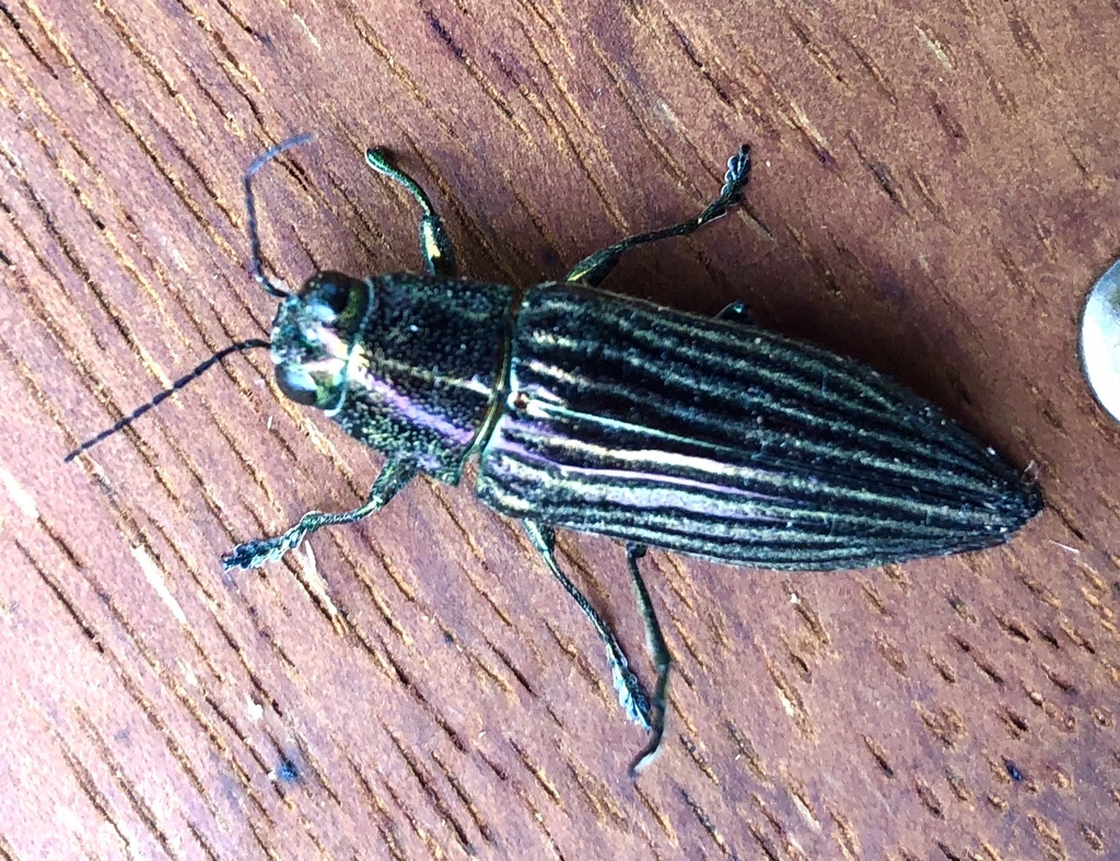 Paracupta lamberti