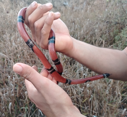 West Mexican Milksnake