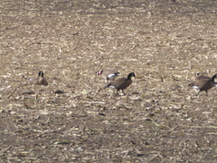 Branta canadensis occidentalis