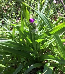 Tradescantia ernestiana