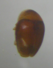 Corylophidae