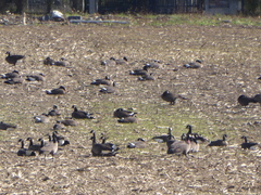 Branta canadensis occidentalis