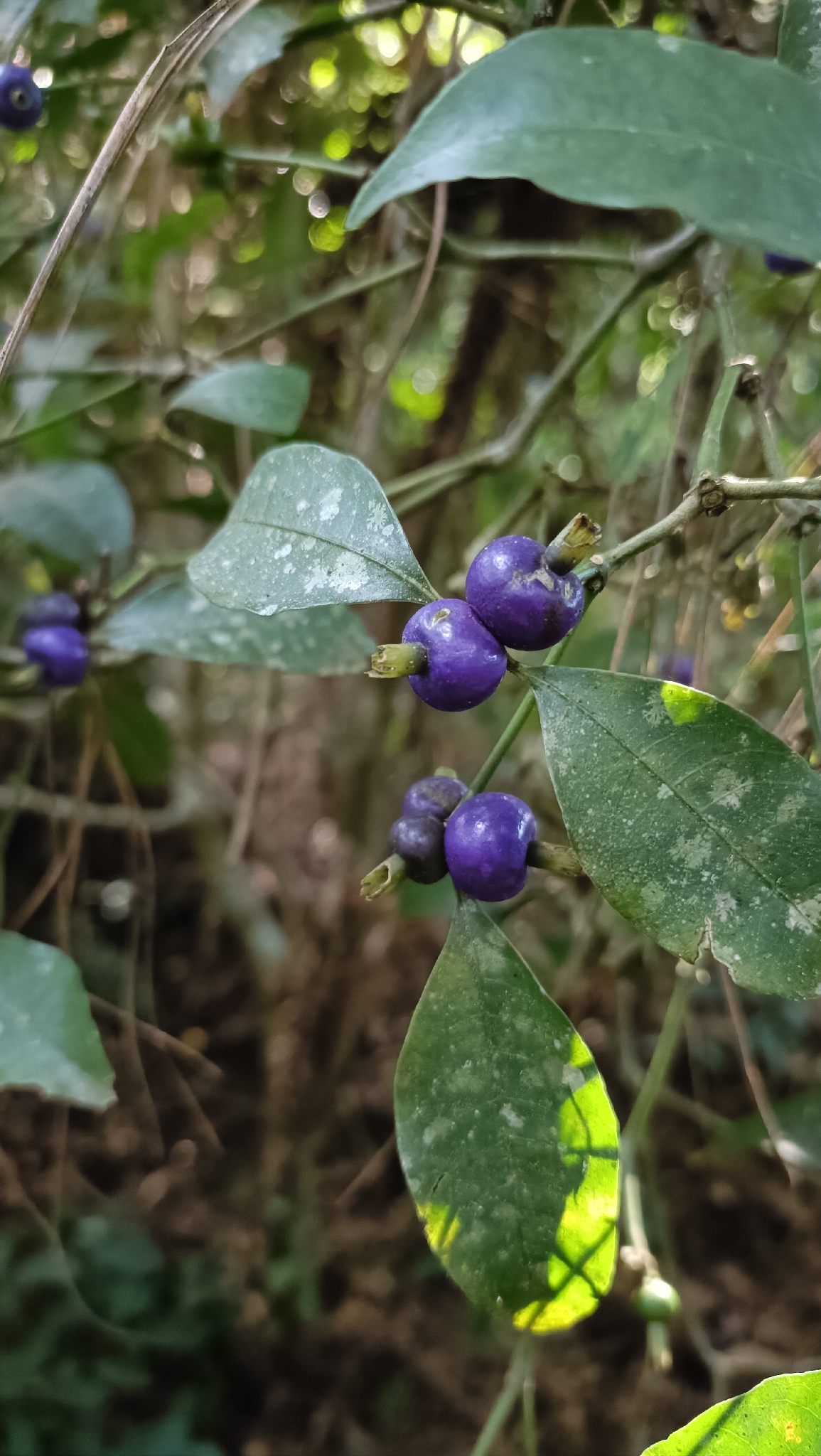 Psychotria leiocarpa