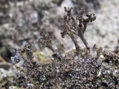 Cladonia atlantica
