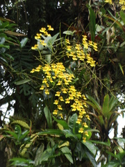 Oncidium klotzscheanum
