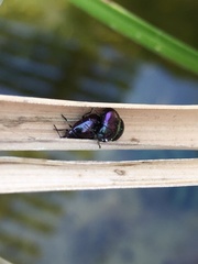 Phaedon purpureus